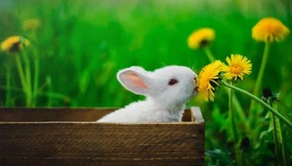 开云体育官方app-开云体育官网：引领新时代线上娱乐新体验